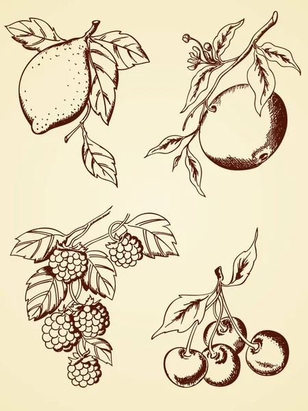 Набор Ягод Фруктов Ручной Работы Стиле Ретро — стоковый вектор