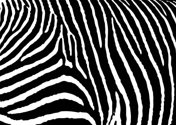 シンプルなデザインの黒と白のゼブラパターンの背景 — ストックベクタ