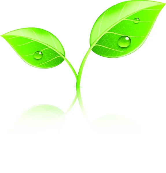 Εικονογράφηση Φορέας Οικολογία Έννοια Εικονίδιο Γυαλιστερό Πράσινα Φύλλα — Διανυσματικό Αρχείο