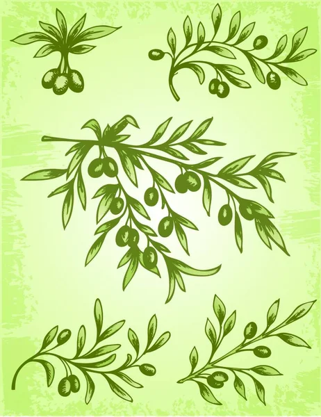 Векторная Винтажная Оливковая Ветвь — стоковый вектор