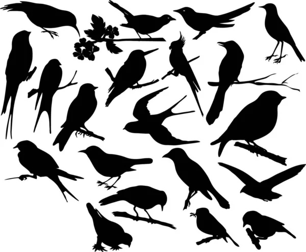 Auswahl Kleinen Vögeln — Stockvektor