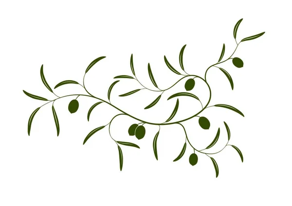 Vektorové Ilustrace Jednoduchých Olivovou Ratolestí Tři Zelenými Olivami — Stockový vektor