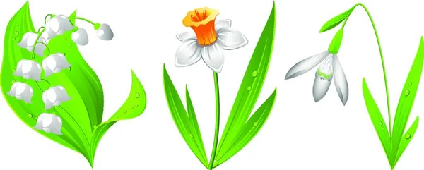 Hermosas Flores Narcisas Flora Flores Jardín — Vector de stock