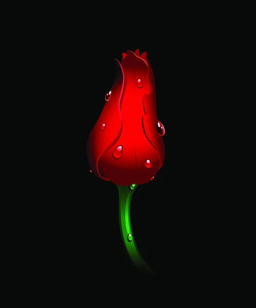 Belle Tulipe Rouge Sur Noir — Image vectorielle