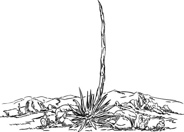 Вектор Кактус Пустыне Пустыня Сельской Местности — стоковый вектор