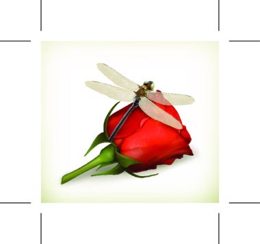 Dragonfly and rose vector vector Dragonfly and rose vector vector