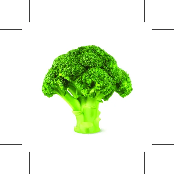 Fresh Green Broccoli Vector Illustration — Stock Vector