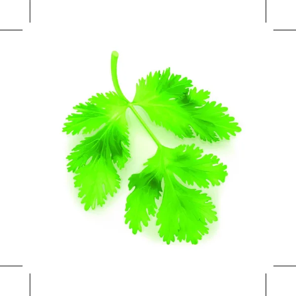 Čerstvé Zelené Listy Koriandru Vektorové Ilustrace — Stockový vektor