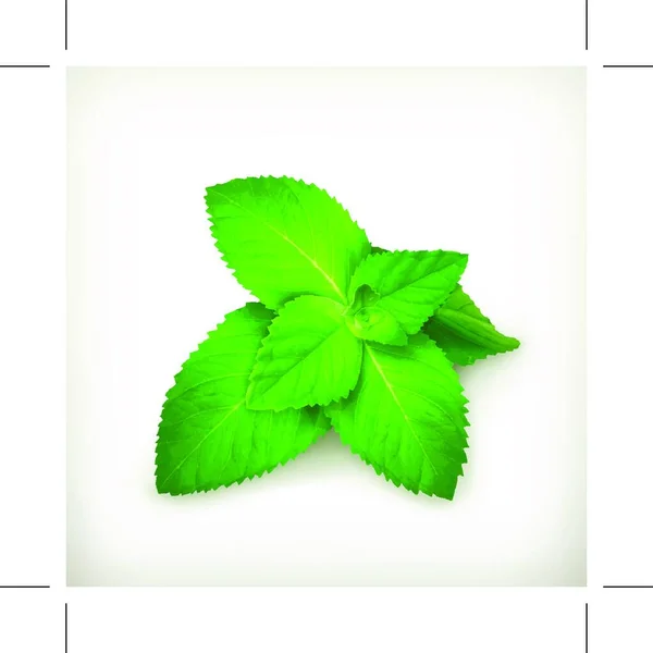 Foglie Menta Fresca Illustrazione Vettoriale — Vettoriale Stock