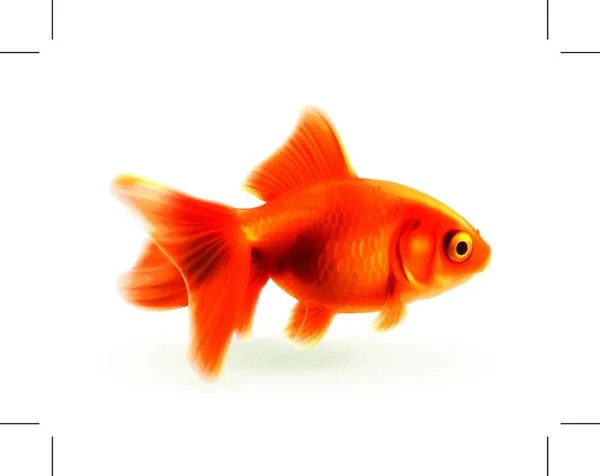 Pesce Rosso Illustrazione Vettoriale Fotorealistica — Vettoriale Stock