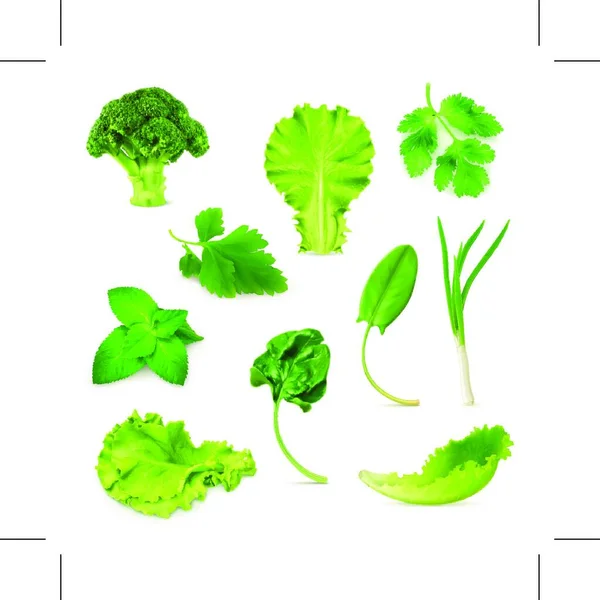 Green Vegetables Herbs Set Organic Vegetarian Food Vector Illustration Isolated — Stock Vector