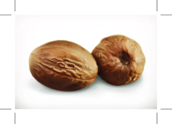 Nutmeg Isolé Sur Fond Blanc — Image vectorielle