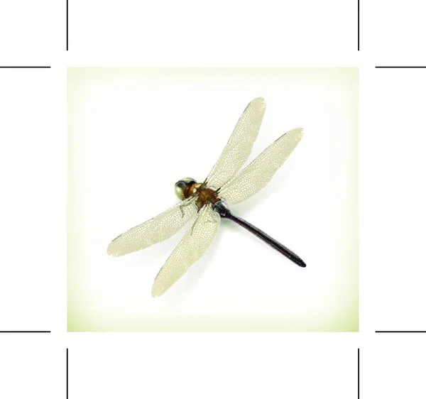 Closeup Macro View Dragonfly Insect — Stock Vector
