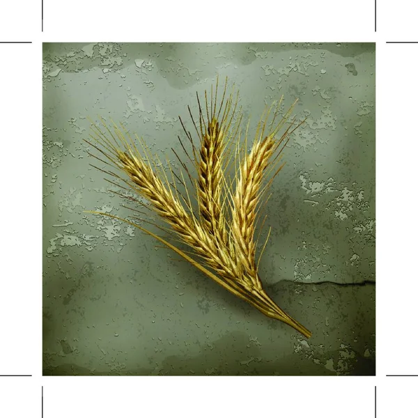 Buğday Kulakları Eski Tarz Vektör — Stok Vektör