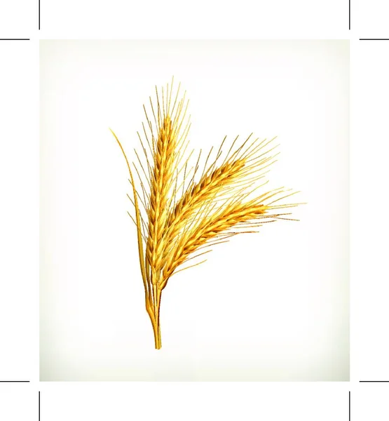 Уши Пшеницы Вектор — стоковый вектор