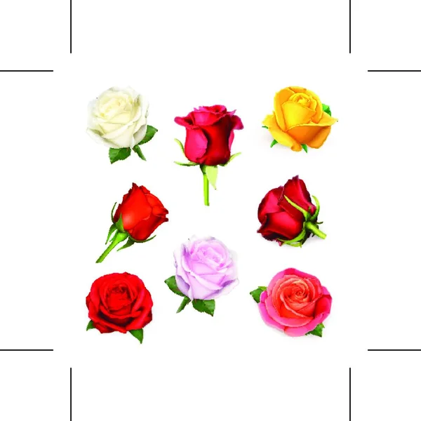 Άσπρο Τριαντάφυλλο Εικονογράφηση Φορέας — Διανυσματικό Αρχείο