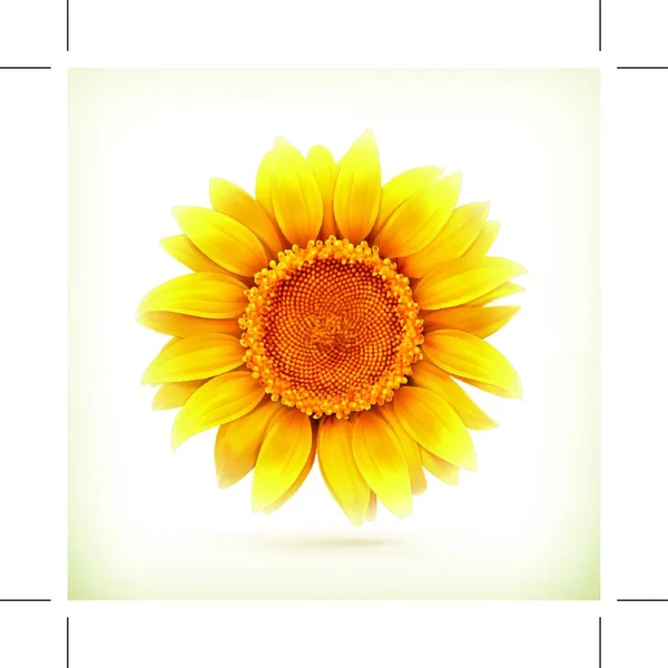 Sunflower High Quality Vector Illustration — Stock Vector