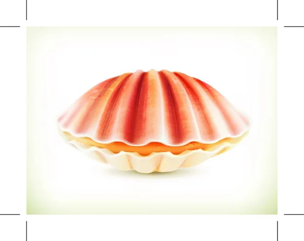 Seashell Высококачественная Векторная Иллюстрация — стоковый вектор