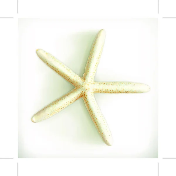 Морские Звезды Изолированные Белом Фоне — стоковый вектор