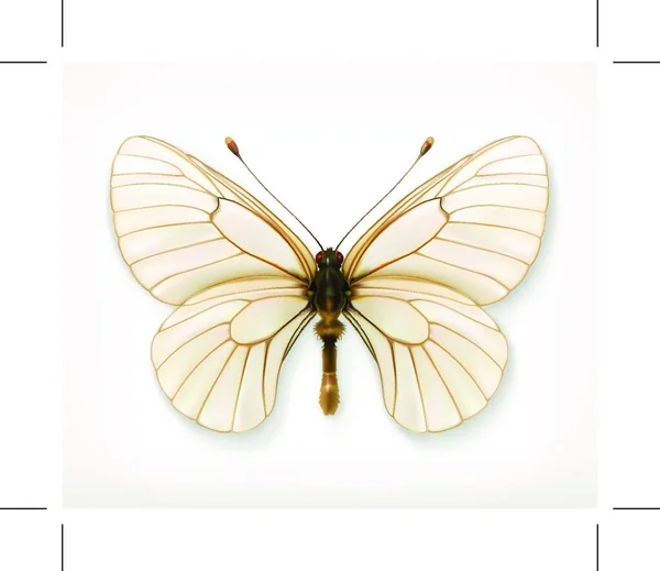 Weißer Schmetterling Vektor Symbol — Stockvektor