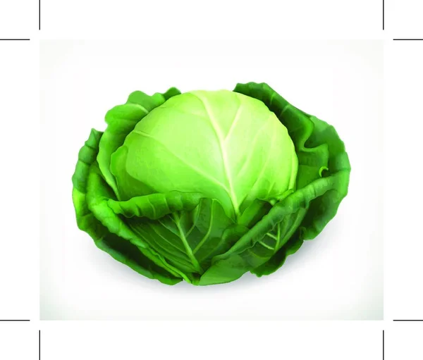 キャベツ野菜 植物性食品 — ストックベクタ
