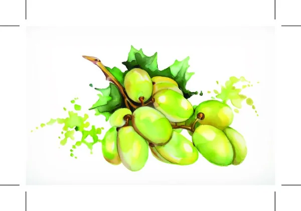 Aquarel Schilderen Druiven Vector Illustratie Geïsoleerd Een Witte Achtergrond — Stockvector