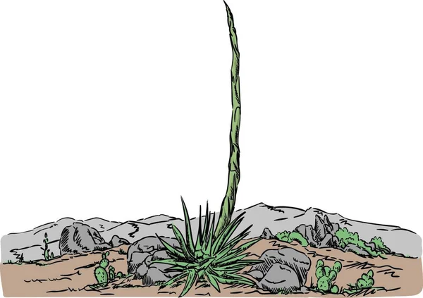 Vector Cactus Desierto Campo Del Desierto — Vector de stock