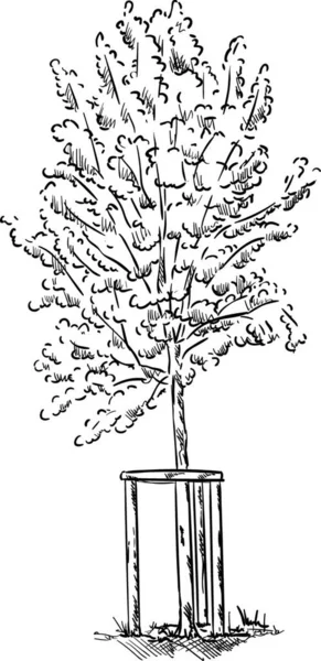 Διάνυσμα Μικρό Νεαρό Δέντρο Απομονωμένο Φόντο — Διανυσματικό Αρχείο