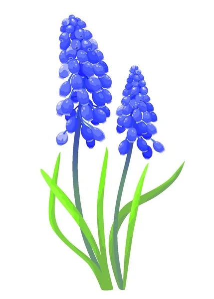 Blaue Frühlingsblumen Auf Weißem Hintergrund — Stockvektor