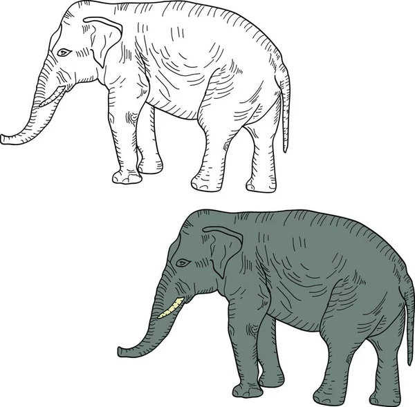 Esboço Elefante Africano Grande Fundo Branco Ilustração Eleitor Esboço Elefante — Vetor de Stock