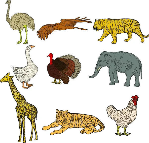 Bosquejo Elefante Tigre Águila Gallo Jirafa Avestruz Ganso Pavo Pollo — Vector de stock