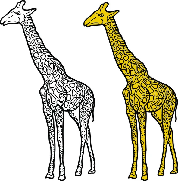 Náčrt Vysoké Africké Žirafy Bílém Pozadí Vektorová Ilustrace Náčrt Vysoké — Stockový vektor