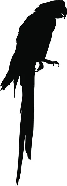 Aras Vektorillustration Silhouette Vogel Aras Auf Weißem Hintergrund — Stockvektor