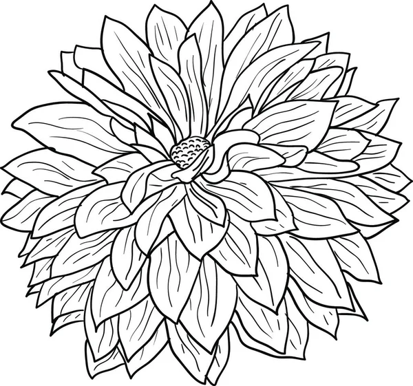 Prachtige Monochrome Schets Zwart Witte Dahlia Bloem Geïsoleerd Mooie Monochrome — Stockvector