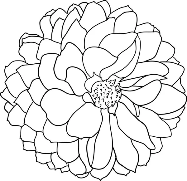 Prachtige Monochrome Schets Zwart Witte Dahlia Bloem Geïsoleerd Mooie Monochrome — Stockvector