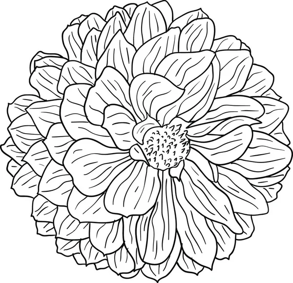 Prachtige Monochrome Schets Zwart Witte Dahlia Bloem Geïsoleerd Mooie Monochrome — Stockvector