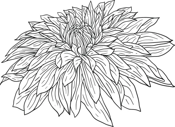 Prachtige Monochrome Schets Zwart Witte Dahlia Bloem Geïsoleerd Mooie Monochrome — Stockvector