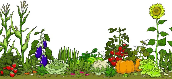 Vegetable Garden Bed White Background Vector Illustration — Stock Vector