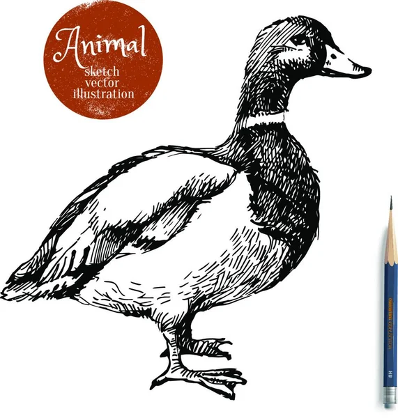 Hand Drawn Duck Animal Vector Illustration Sketch Isolated White Background — Stock Vector