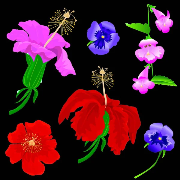 Set Flowers Bloom Hibiscus Violet Convolvulus Black Background — Stock Vector