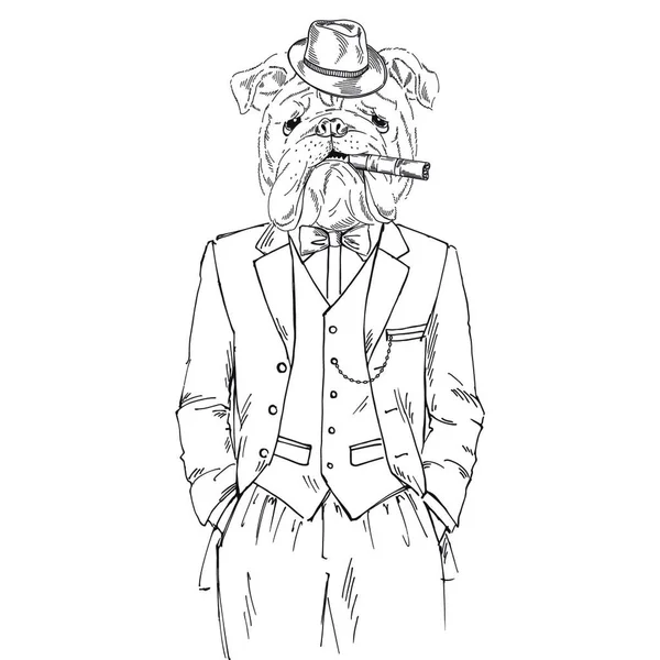 Αγγλικό Μπουλντόγκ Ντυμένο Τουίντ Κοστούμι — Διανυσματικό Αρχείο