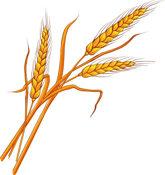 Weizenähren Vektor Folge — Stockvektor