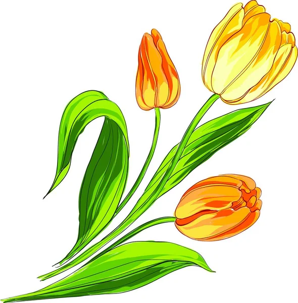 Ramo Tulipanes Aislado Sobre Blanco Ilustración Vectorial — Vector de stock