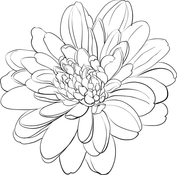 白い背景に菊の花 ベクターイラスト — ストックベクタ