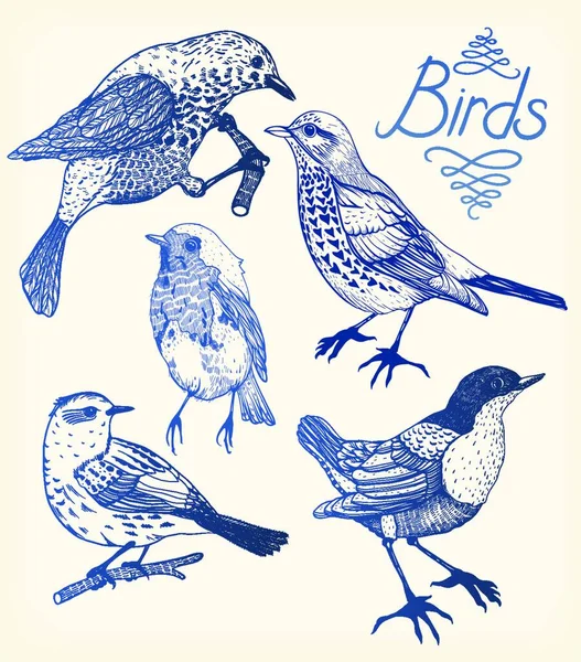 Conjunto Vectorial Aves Dibujadas Mano — Archivo Imágenes Vectoriales