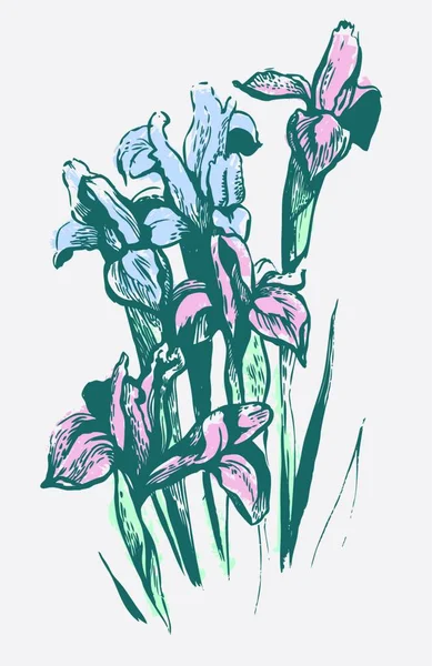 Flores Iris Aisladas Sobre Fondo Blanco — Archivo Imágenes Vectoriales