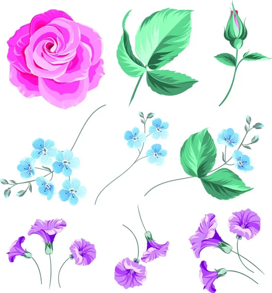 Set Colored Flower Buds Isolated White Background Vector Illustration — Stock Vector