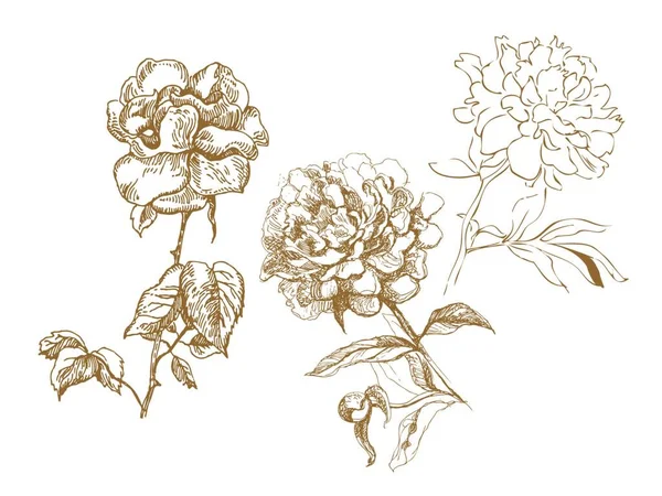 Collection Florale Illustrations Dessinées Main — Image vectorielle