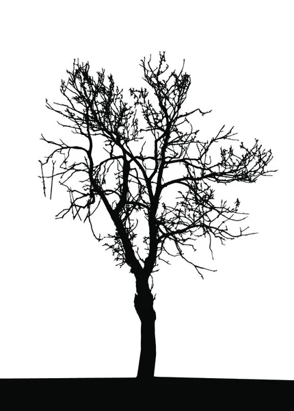 树的轮廓在白色的后腿上被隔离 Vecrtor说明 Eps10 — 图库矢量图片
