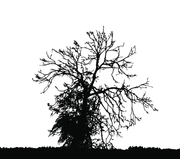 Silhouette Dell Albero Isolato White Backgorund Illustrazione Del Vettore Eps10 — Vettoriale Stock